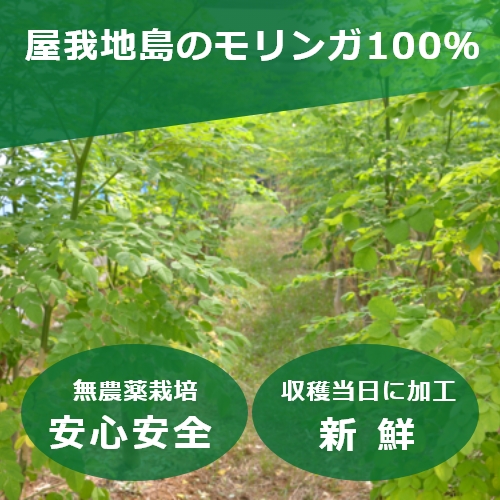 「屋我地島の沖縄モリンガ100％錠」